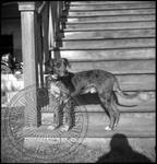 Catahoula Parish Hog Dogs, image 11 by Bern Keating
