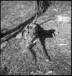 Catahoula Parish Hog Dogs, image 12 by Bern Keating